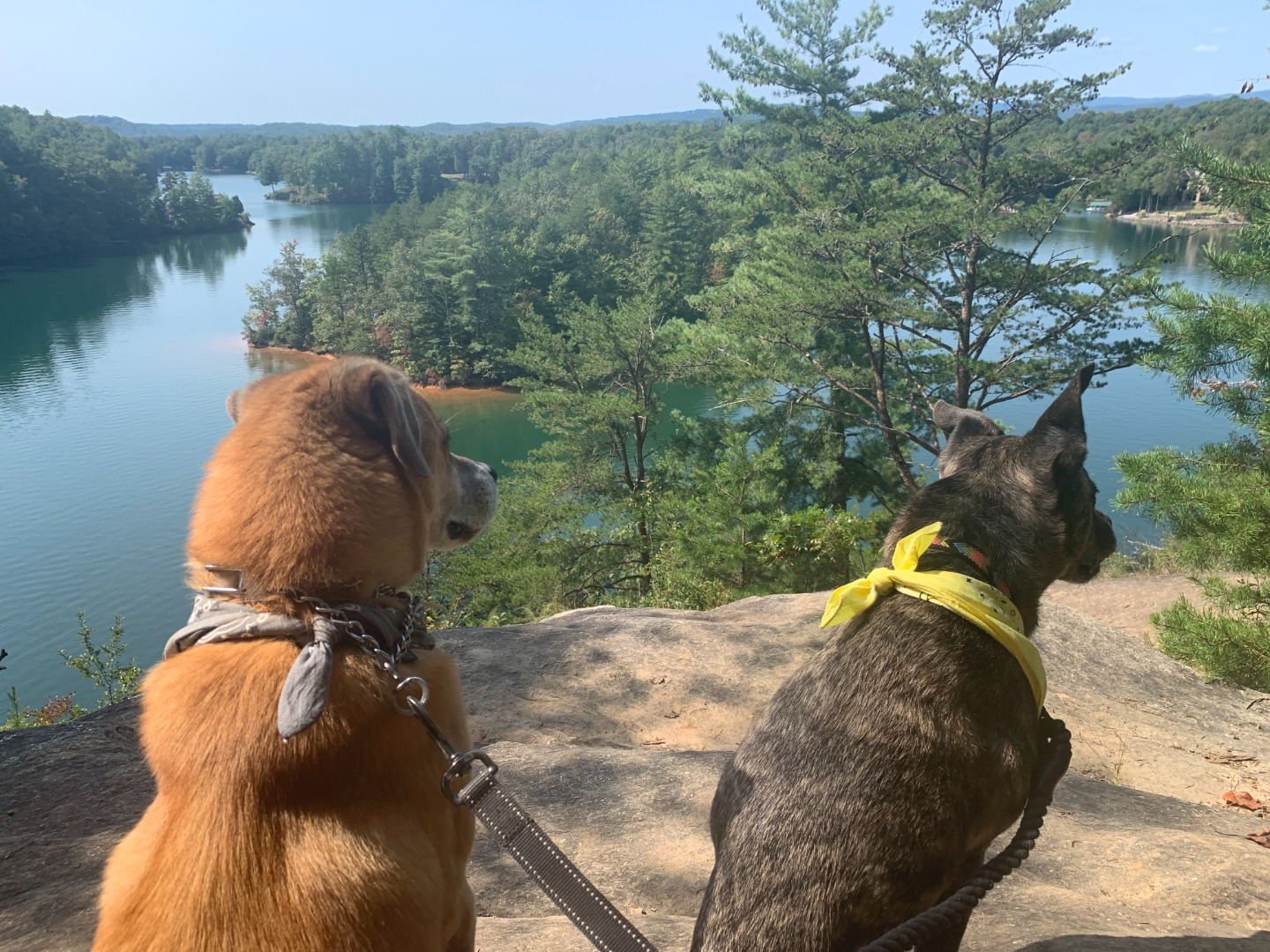 hiking view with dogs